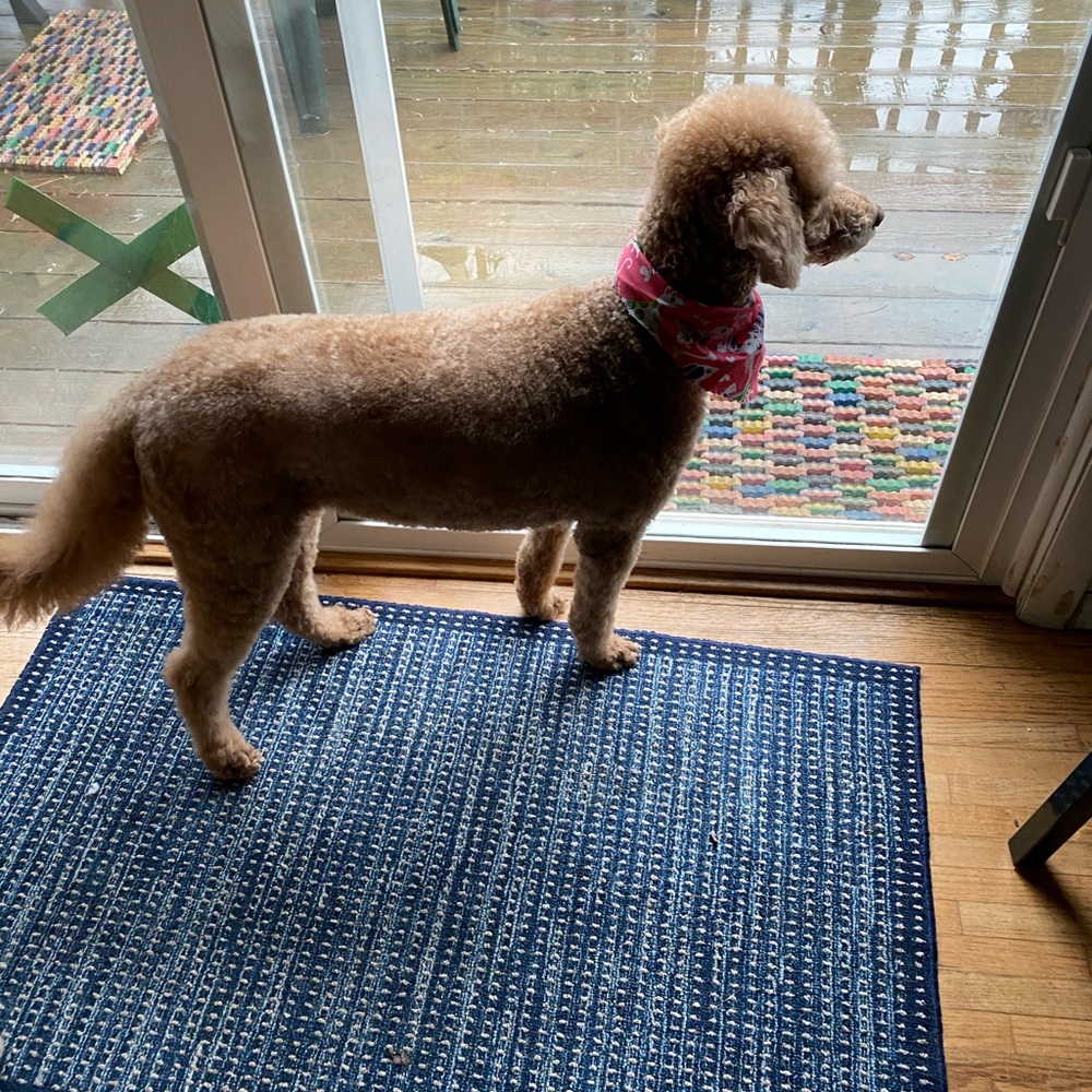 💜🐾PENNY!🐾💜 - Picture 6 of 8